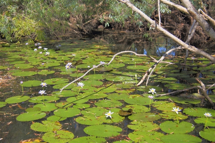 _800Mt Borradaile - Cooper Creek_5634_m